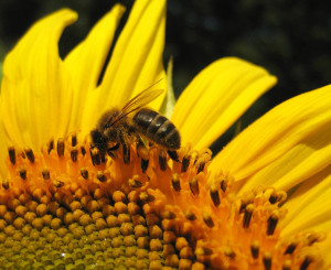 photo by Bjorn Hermans