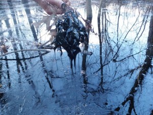 Effects of Mayflower Oil Spill in nearby creek